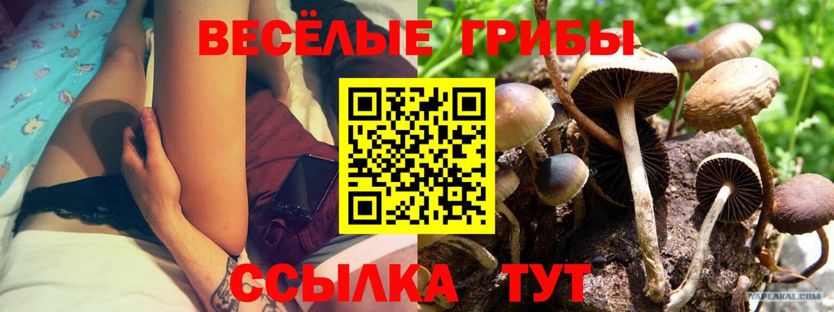 Великие Луки  купить   Вход с VPN  Галлюциногенные грибы ЛСД  Псилоцибиновые грибы Cubensis 